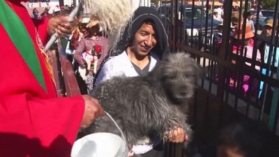 Bolivia, la benedizione dei cani per la festa di San Rocco