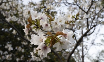 L&#039;inverno cede definitivamente il posto alla primavera, sole e temperature in rialzo