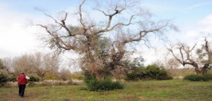 Psr-Xylella - Sen. Stefàno (Partito Democratico) «Un bando che non risolve i problemi favorire espianti e reimpianti»