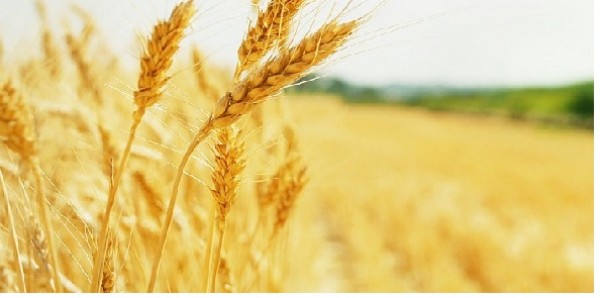 Agricoltura, associazioni con il manifesto ‘Cibo per la mente’