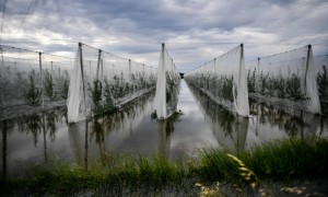 In Emilia Romagna resta l&#039;allerta rossa, campagne e allevamenti sotto fango e acqua