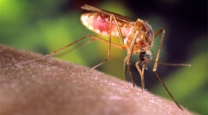 Febbre del Nilo occidentale. Primo caso di contagio in Italia a Bologna