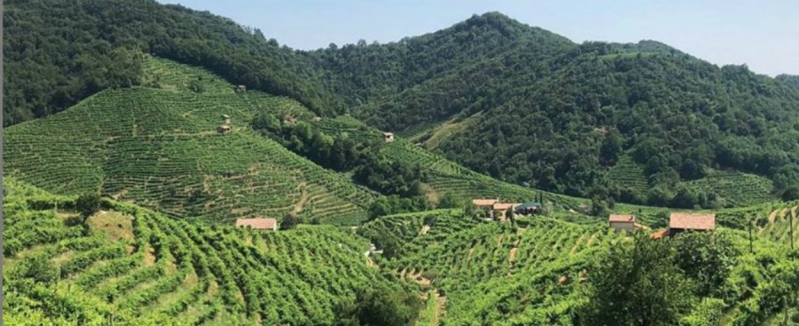 Prosecco, le colline di Conegliano e Valdobbiadene sono patrimonio Unesco