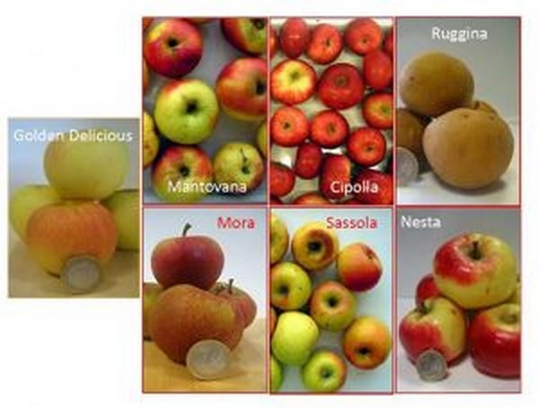 Mele antiche più brutte ma più buone e più nutrienti di quelle ‘belle’