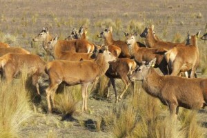 Fauna en la provincia argentina de La Pampa