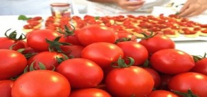 La Notte del Pomodoro Fiaschetto  a Torre Guaceto sabato 14 luglio