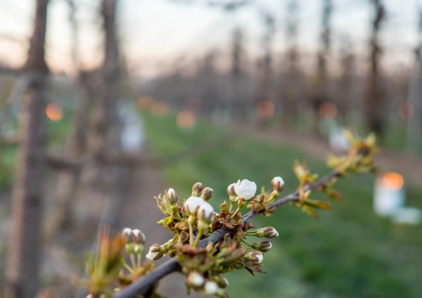 Gelate di primavera