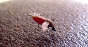 Conmoción en Italia, muere niña de 4 años por malaria, no salió del país