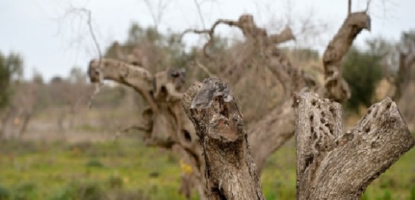 Xylella: Stefàno (PD) «Casili sembra lo smemorato di Collegno»