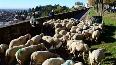 Bergamo - Torna il Festival del Pastoralismo