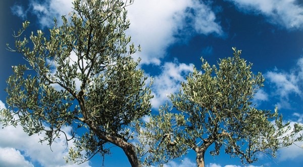 Xylella, D’Amato (M5S): tutelare olivicoltura salentina nelle trattative ITALIA-UE su nuove misure