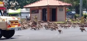 Effetto Coronavirus, il video virale di centinaia di scimmie selvagge affamate che combattono per un singolo pezzo di cibo in Thailandia