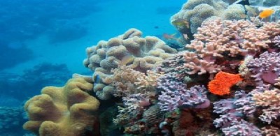 A rischio la tartaruga verde della Grande Barriera Corallina