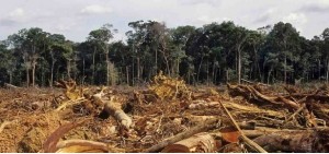 Isde - «No al Decreto sulle normative in materia di foreste; basta tagli di alberi che aumentano l’inquinamento atmosferico»
