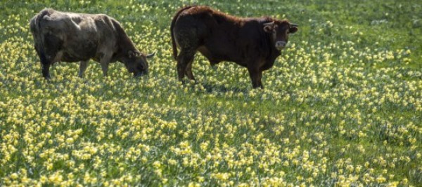Una mandria di bovini selvatici sta seminando il panico nel cagliaritano