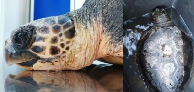 Animali: WWF, a Maratea salvata una tartaruga che aveva ingerito l’involucro di plastica delle sigarette