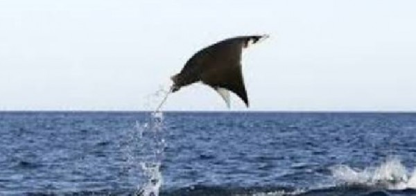 Spettacolo incredibile nelle acque del Salento: anche la manta volante