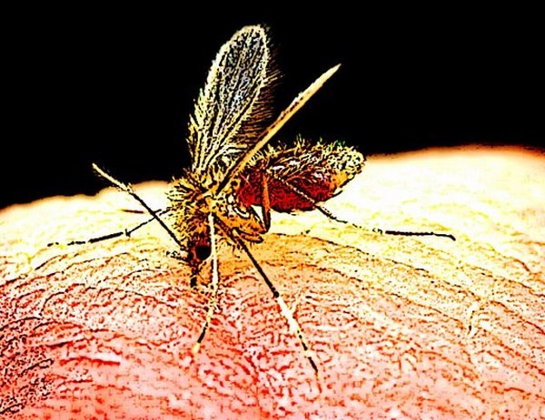 Zanzare e pappataci, pericoli pubblici: campagna informativa della Regione Emilia