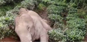 Bizzarro momento in cui due elefanti &quot;ubriachi&quot; collassano dopo aver fatto irruzione nel villaggio e bevuto 30 litri di vino - VIDEO