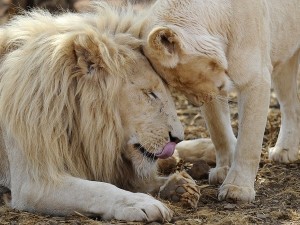 Il dramma degli zoo, ucciso un leone di un anno a Lipsia
