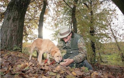 Cuneo &ndash; Raccolta Tartufi, dopo il divieto parte la raccolta