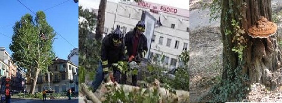 Torino - Stabilit&agrave; degli alberi, interventi programmati di abbattimento e messa in sicurezza