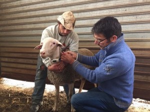 Gli animali sentono prima il terremoto. Pronta la 'scatola nera' per pecore e tacchini