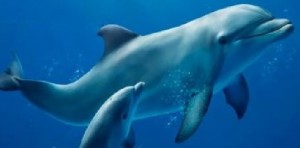 immagine tratta dalla presentazione dell'Acquario di Genova