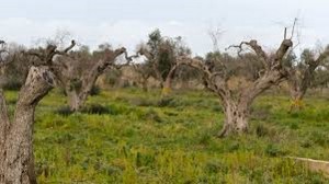 Xylella Stef&agrave;no (misto) scrive a Martina, &laquo;Focus torni su contenimento batterio&raquo;
