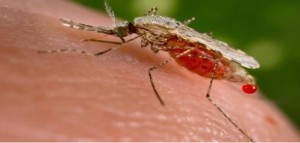 Malaria, &ldquo;Priva di fondamento la responsabilit&agrave; dei migranti&rdquo;
