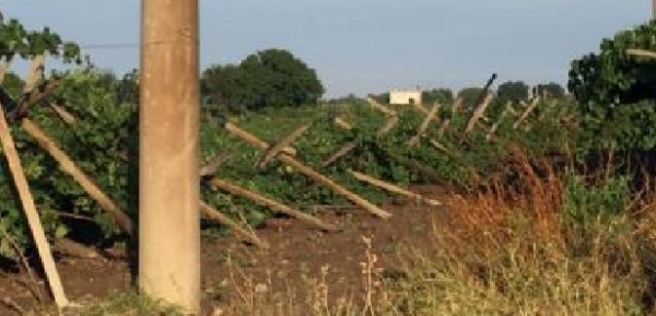 Danni all&#039;agricoltura da valutare, il consigliere Di Lena sollecita i comuni