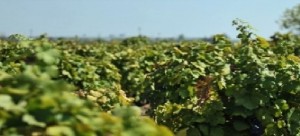 Bosco Cuturi e Monte dei diavoli. Domenica 27 escursione nelle terre del primitivo. E Cantine aperte&hellip;