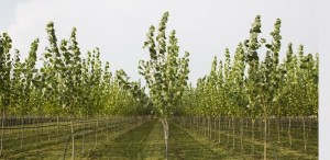 18 mila pioppi per bonificare la terra dei fuochi: ecco la rivoluzionaria tecnica made in Italy