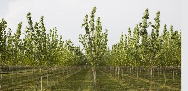 18 mila pioppi per bonificare la terra dei fuochi: ecco la rivoluzionaria tecnica made in Italy