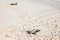 Tartarughe marine, record storico di nidi in Italia