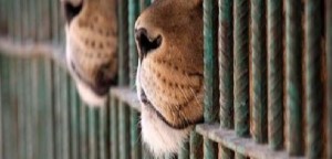 Che effetti hanno sui bambini le esibizioni degli animali nei circhi?