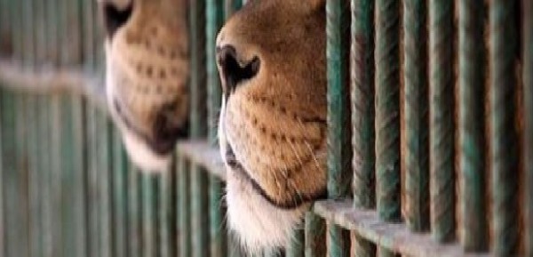 Che effetti hanno sui bambini le esibizioni degli animali nei circhi?