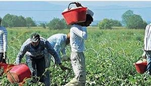 Sul Caporalato la Confagricoltura dice...ni, necessarie modifiche