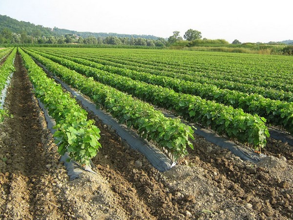 Agricoltura - Stef&agrave;no (Misto), &laquo;Disposizioni reimpianto vite minano patrimonio produttivo regionale&raquo;