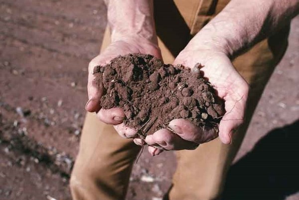 Premi Pac, erogati da Artea 92 milioni a 26.000 imprese agricole toscane
