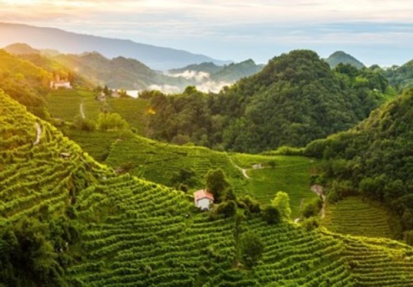 Las colinas del Prosecco Patrimonio de la Unesco Treviso, hogar del espumante más famoso del mundo