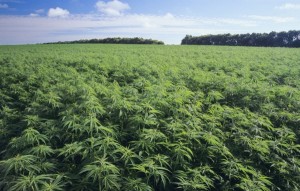 Puglia - Proposta di legge per la produzione della canapa industriale