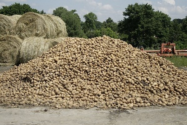 Verdi Manduria (Taranto) - C' &egrave; compost e c'&egrave; energia quale scegliere? Opinioni a confronto