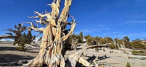 Scoperto nell'albero pi&ugrave; vecchio del mondo il meccanismo della longevit&agrave;
