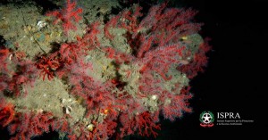 Ecco i colori profondi del Mediterraneo in una mostra dell'ISPRA