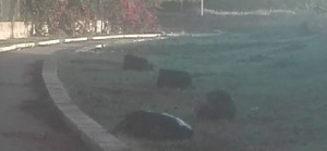 Taranto - Segnalazione sullo stato di degrado del parco archeologico delle mura greche