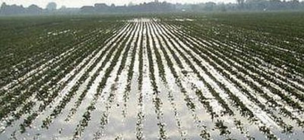 Maltempo: Stef&agrave;no (Misto), &ldquo;Chieder&ograve; a Mipaaf ristoro per viticoltura&rdquo;