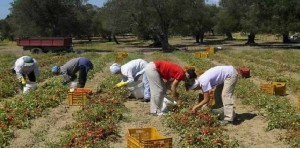 Taranto - Ancora una vittima: condizioni di lavoro inaccettabili nei nostri campi