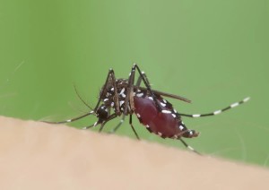 zanzara - west nile