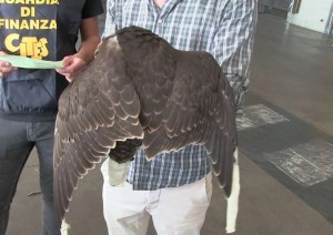 Guardia di Finanza - Un falco salvato dalla Guardia di Finanza all&#039;aeroporto di Fiumicino 